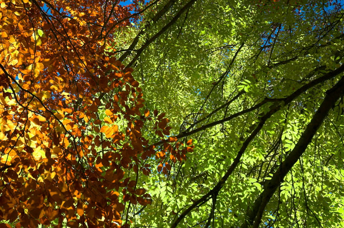 Herbstlaub in einer Baumkrone